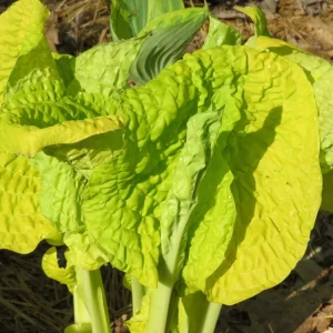 Hosta Granny's Goosebumps Live Plant – 5.25