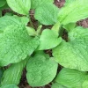 Hosta Granny's Goosebumps Live Plant – 5.25" Pot – Well-Rooted Perennial Shade Plant - Image 1