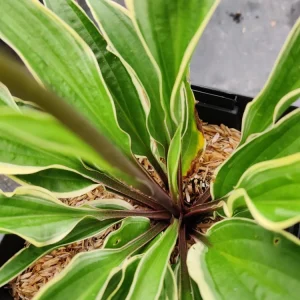 Hosta Grateful Red Perennial Live Plant – 5.25