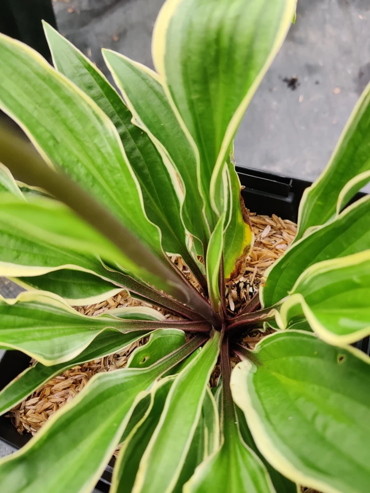 Hosta Grateful Red Perennial Live Plant – 5.25" Pot, Shade, Variegated, Hardy Red Petioles - Image 2
