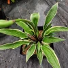 Hosta Grateful Red Perennial Live Plant – 5.25" Pot, Shade, Variegated, Hardy Red Petioles - Image 1