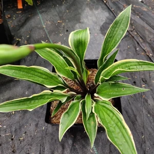 Hosta Grateful Red Perennial Live Plant – 5.25