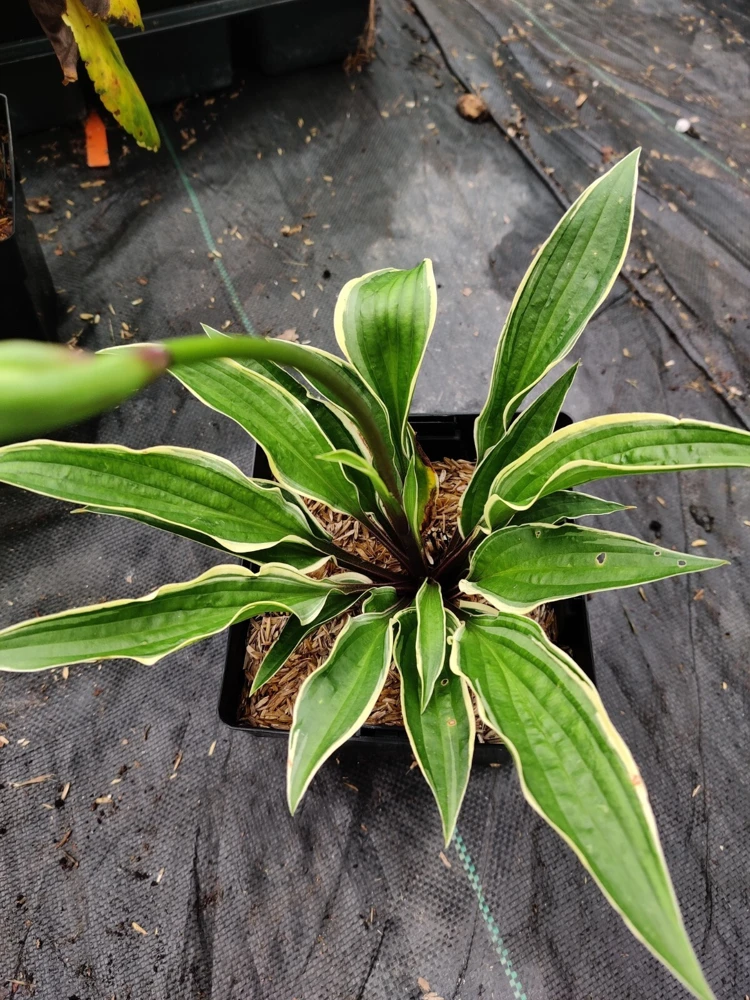 Hosta Grateful Red Perennial Live Plant – 5.25" Pot, Shade, Variegated, Hardy Red Petioles - Image 1