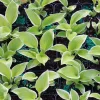 Hosta Hat Trick Live Plant – 5.25" Pot Perennial Shade Plant Outdoor - Image 1