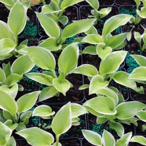 Hosta Hat Trick Live Plant – 5.25" Pot Perennial Shade Plant Outdoor - Image 1