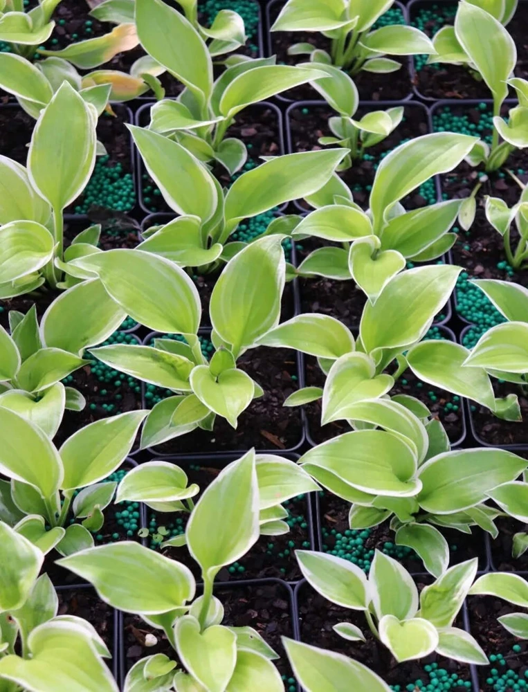 Hosta Hat Trick Live Plant – 5.25" Pot Perennial Shade Plant Outdoor - Image 1