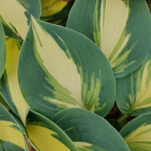 Hosta High Society Live Plant - 5.25