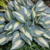 Hosta High Society Live Plant - 5.25" Pot, Blue & White Perennial for Shade - Image 1