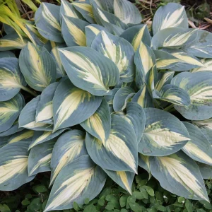 Hosta High Society Live Plant - 5.25