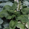 Hosta Hogwarts Live Plant – 5.25" Pot Well-Rooted Perennial Shade Plant - Image 1