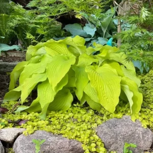 Hosta Honey Dripper 5.25" Pot Well Rooted Perennial Shade Plant - Image 2