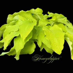 Hosta Honey Dripper 5.25" Pot Well Rooted Perennial Shade Plant - Image 1