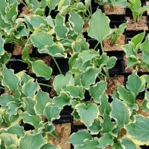 Hosta Hope Springs Eternal Live Plant – Well Rooted 5.25" Pot – Perennial Hostas – Partial to Full Shade - Image 2