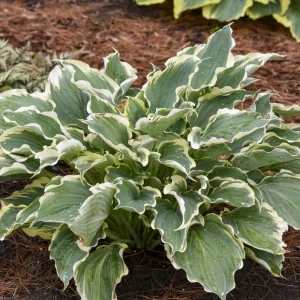 Hosta Hope Springs Eternal Live Plant – Well Rooted 5.25