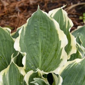 Hosta Hope Springs Eternal Live Plant – Well Rooted 5.25