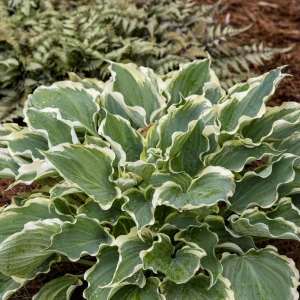 Hosta Hope Springs Eternal Live Plant – Well Rooted 5.25