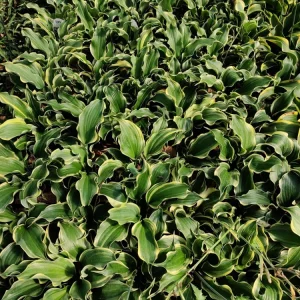 Hosta Hope Springs Eternal Live Plant – Well Rooted 5.25