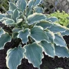 Hosta Hope Springs Eternal Live Plant – Well Rooted 5.25" Pot – Perennial Hostas – Partial to Full Shade - Image 1