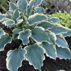 Hosta Hope Springs Eternal Live Plant – Well Rooted 5.25" Pot – Perennial Hostas – Partial to Full Shade - Image 1
