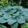 Hosta Humpback Whale Live Plant – 5.25" Pot Perennial Shade Plant Monster Blue - Image 1