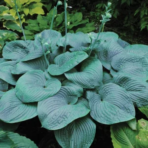 Hosta Humpback Whale Live Plant – 5.25" Pot Perennial Shade Plant Monster Blue - Image 1