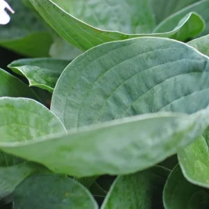 Hosta 'Inside Scoop' Live Plant - 5.25