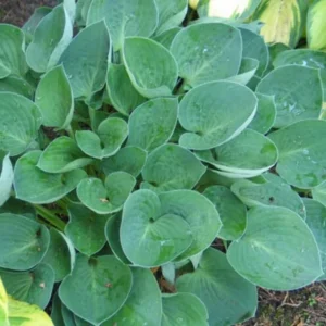 Hosta 'Inside Scoop' Live Plant - 5.25