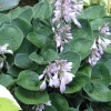 Hosta 'Inside Scoop' Live Plant - 5.25" Pot, Well Rooted Perennial, Shade - Image 1
