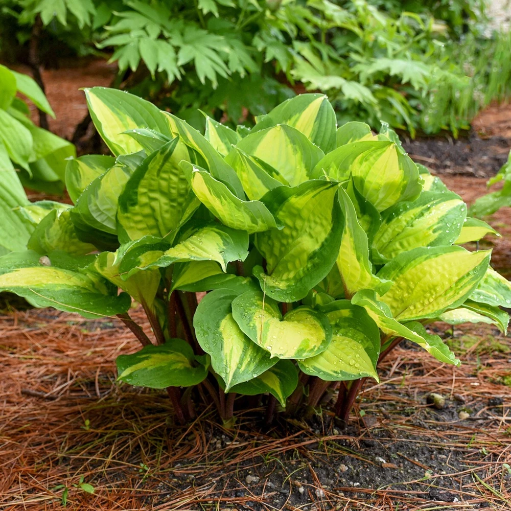 Hosta Island Breeze 5.25" Pot Well Rooted Perennial Shade Small and Colorful - Image 2