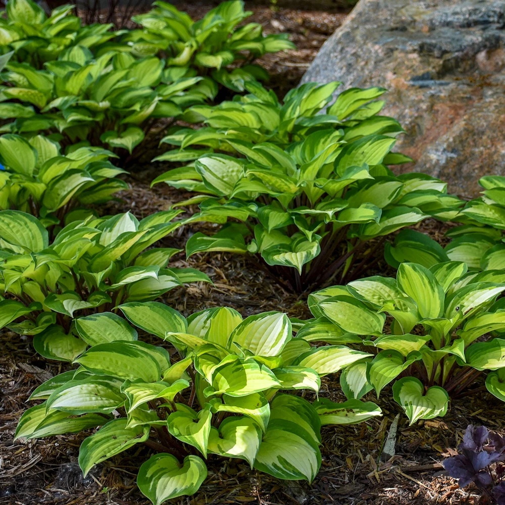Hosta Island Breeze 5.25" Pot Well Rooted Perennial Shade Small and Colorful - Image 3