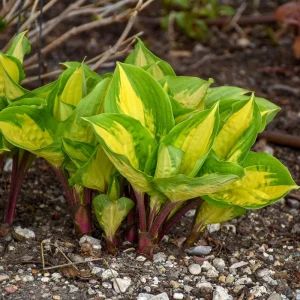 Hosta Island Breeze 5.25
