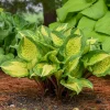Hosta Island Breeze 5.25" Pot Well Rooted Perennial Shade Small and Colorful - Image 1
