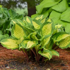 Hosta Island Breeze 5.25" Pot Well Rooted Perennial Shade Small and Colorful - Image 1
