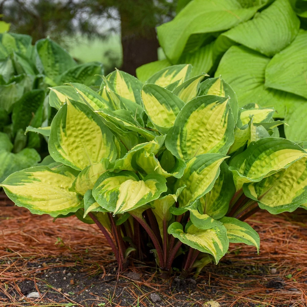 Hosta Island Breeze 5.25" Pot Well Rooted Perennial Shade Small and Colorful - Image 1