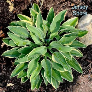 Hosta Jersey Shore Live Plant – 5.25