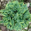 Hosta Jersey Shore Live Plant – 5.25" Pot – Well Rooted Perennial Shade Plant - Image 1