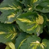 Hosta Lakeside Paisley Print Live Plant – 5.25 inch Pot, Perennial, Shade - Image 1