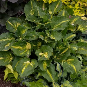 Hosta Lakeside Paisley Print Live Plant – 5.25 inch Pot, Perennial, Shade - Image 2