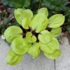 Hosta Lemon Kiss Live Plant – 5.25 inch Pot – Well Rooted Perennial Shade - Image 1
