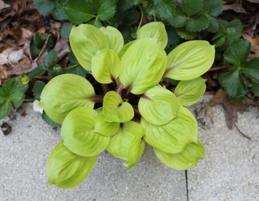Hosta Lemon Kiss Live Plant – 5.25 inch Pot – Well Rooted Perennial Shade - Image 1