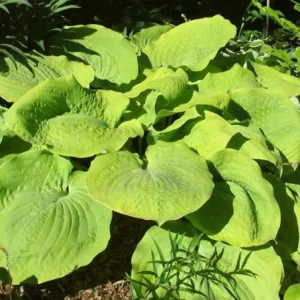 Hosta 'Lemon Meringue' Live Plant – 5.25