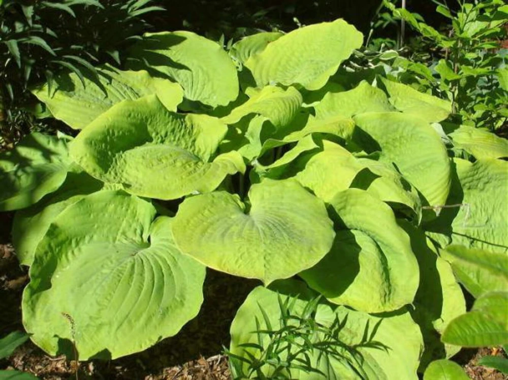 Hosta 'Lemon Meringue' Live Plant – 5.25" Pot – Perennial Shade Plant - Image 2