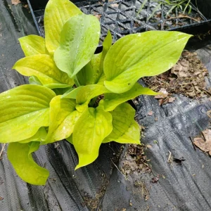 Hosta 'Lemon Meringue' Live Plant – 5.25