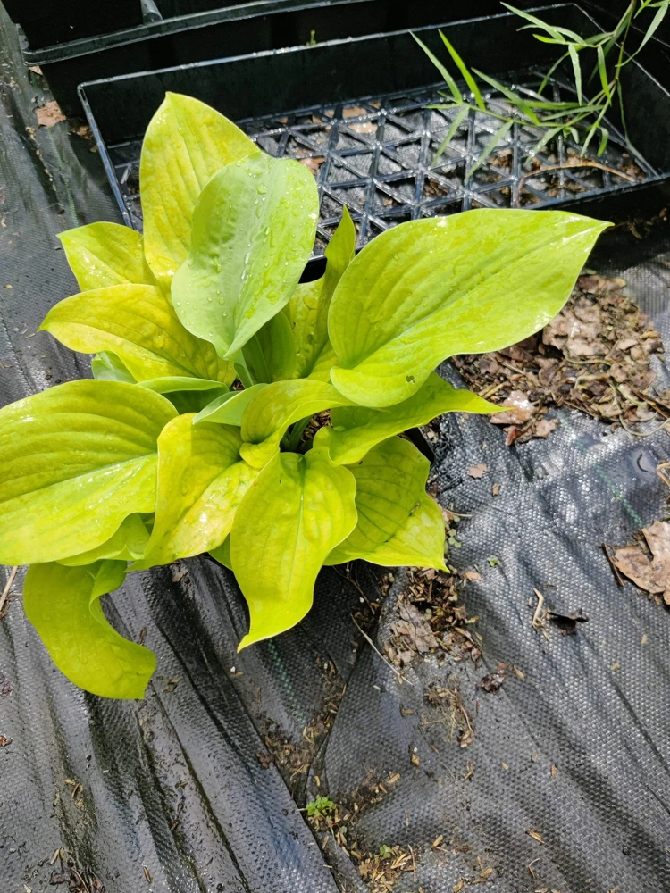 Hosta 'Lemon Meringue' Live Plant – 5.25" Pot – Perennial Shade Plant - Image 3