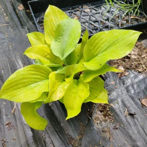Hosta 'Lemon Meringue' Live Plant – 5.25