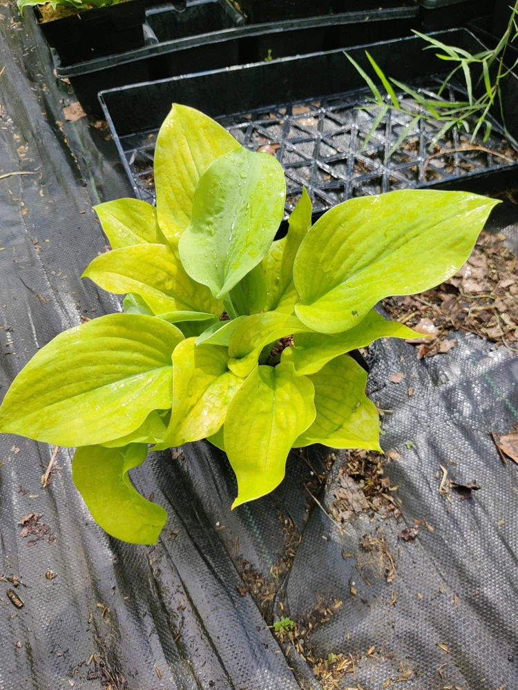 Hosta 'Lemon Meringue' Live Plant – 5.25" Pot – Perennial Shade Plant - Image 4