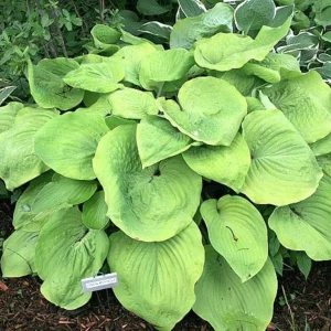 Hosta 'Lemon Meringue' Live Plant – 5.25