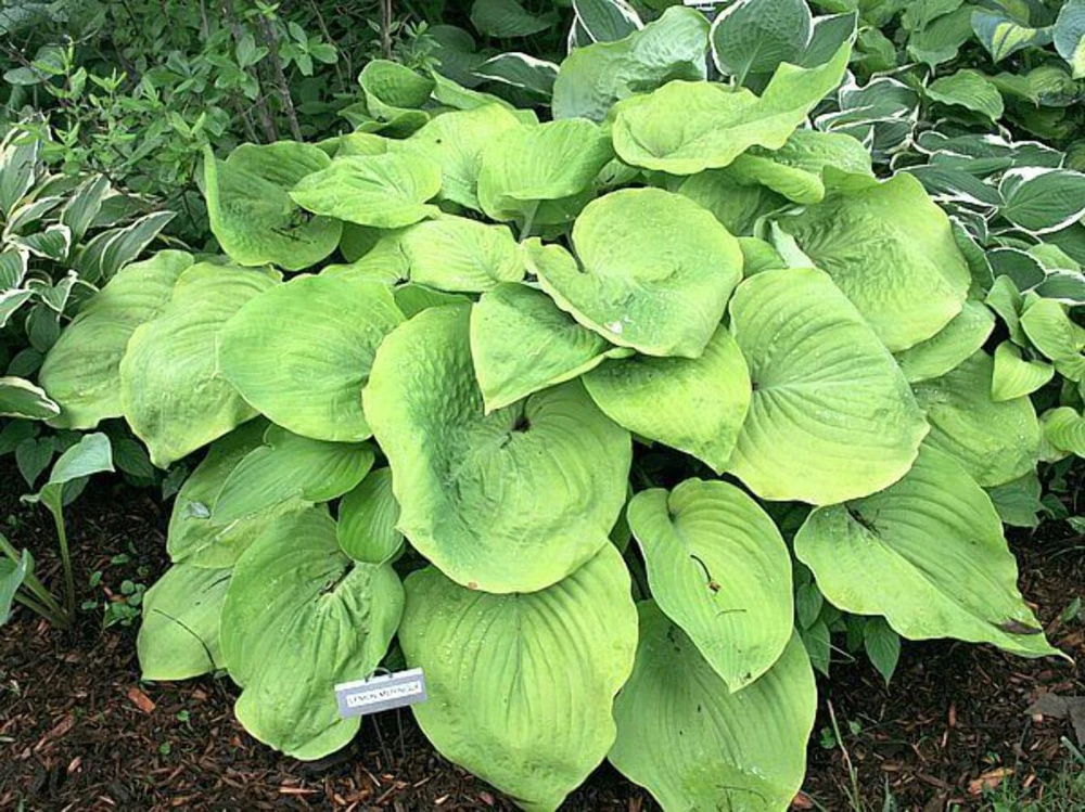 Hosta 'Lemon Meringue' Live Plant – 5.25" Pot – Perennial Shade Plant - Image 1