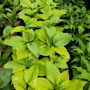 Hosta 'Lemon Meringue' Live Plant – 5.25