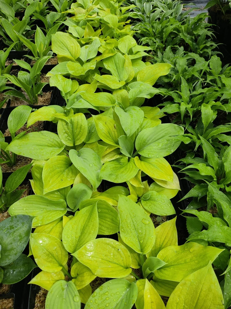 Hosta 'Lemon Meringue' Live Plant – 5.25" Pot – Perennial Shade Plant - Image 5